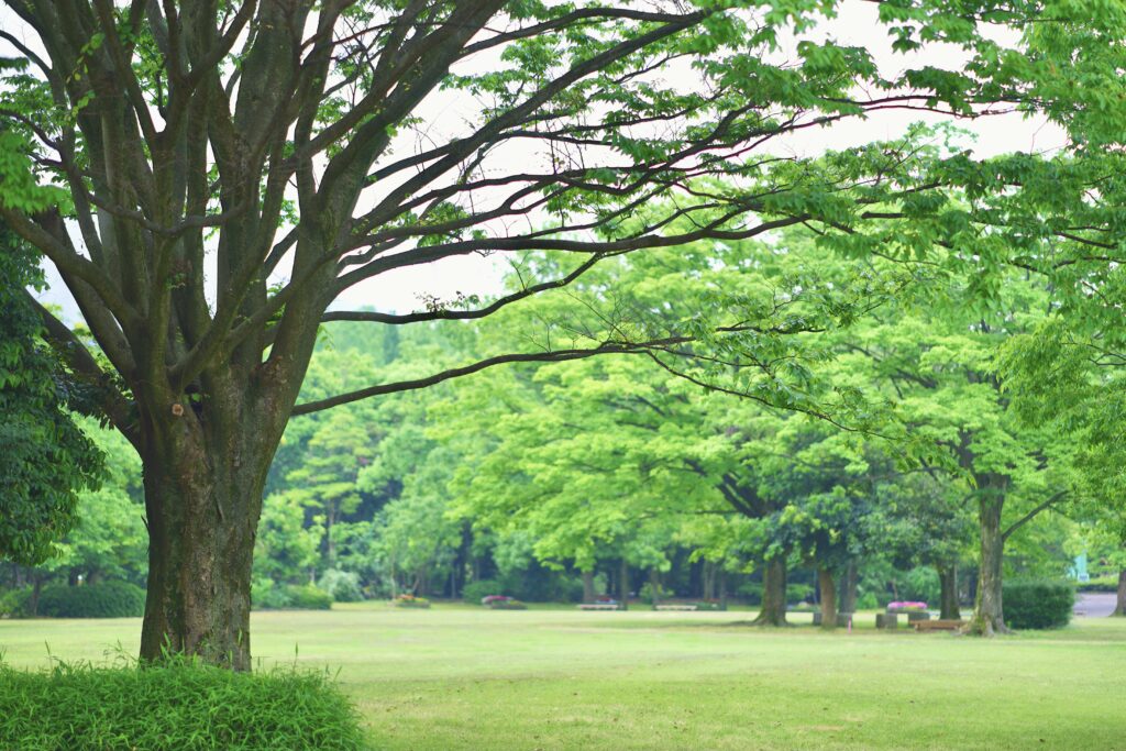 新緑の季節の公園と大木