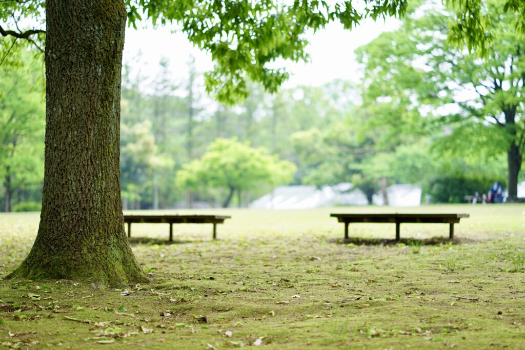 新緑の季節の公園とベンチ