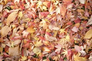 紅葉の秋の自然風景